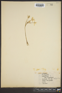 Ornithogalum umbellatum image