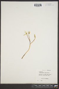 Ornithogalum umbellatum image