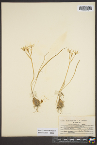 Ornithogalum umbellatum image