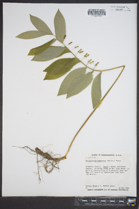 Polygonatum pubescens image