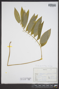 Polygonatum pubescens image