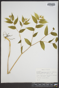 Disporum lanuginosum image