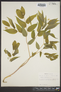 Disporum lanuginosum image