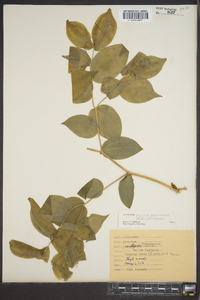 Disporum lanuginosum image