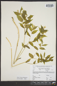 Disporum lanuginosum image