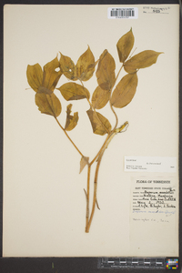 Disporum maculatum image