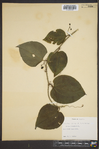 Smilax tamnoides image