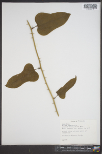 Smilax bona-nox image