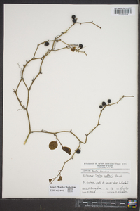 Smilax walteri image