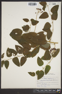 Smilax herbacea image