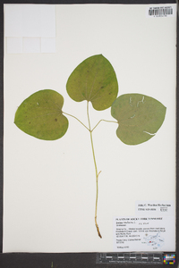 Smilax herbacea image