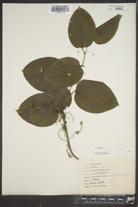 Smilax tamnoides image