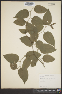 Smilax tamnoides image