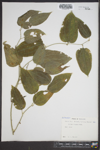 Smilax tamnoides image