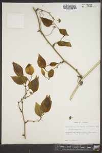 Smilax tamnoides image