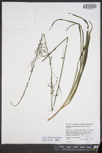 Stenanthium gramineum image