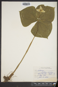 Trillium erectum image