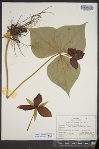 Trillium erectum image