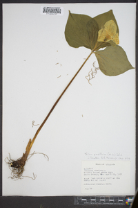 Trillium erectum image