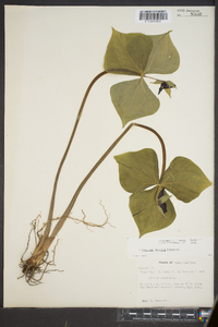 Trillium erectum image