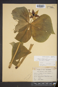 Trillium erectum image