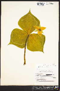 Trillium flexipes image