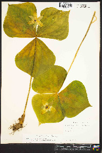 Trillium erectum image