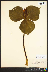 Trillium luteum image