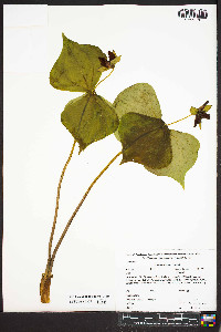 Trillium sulcatum image