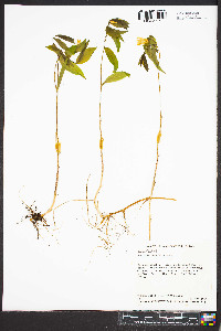 Uvularia sessilifolia image