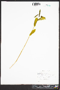 Uvularia perfoliata image