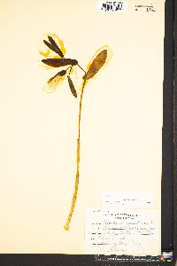 Uvularia grandiflora image