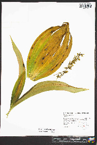 Veratrum viride image