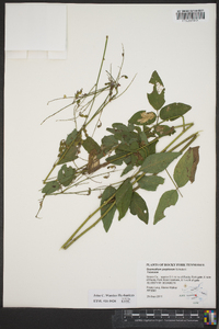 Desmodium perplexum image