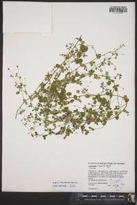 Lespedeza repens image