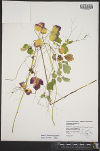 Thalictrum clavatum image