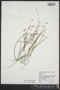 Juncus debilis image