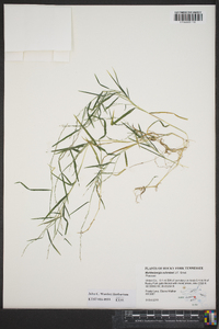 Muhlenbergia schreberi image