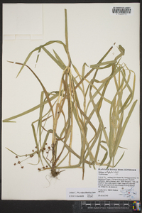 Scirpus polyphyllus image