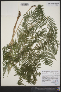 Athyrium filix-femina subsp. asplenioides image