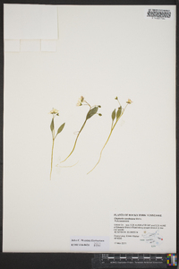 Claytonia caroliniana image