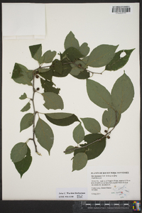 Ilex montana image