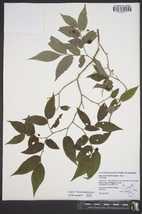 Vaccinium erythrocarpum image