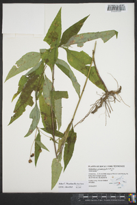 Helianthus glaucophyllus image