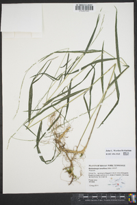 Muhlenbergia tenuiflora image