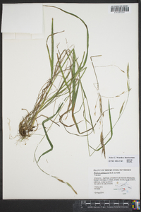 Bromus pubescens image