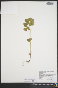 Oxalis grandis image