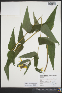 Helianthus divaricatus image