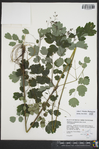 Thalictrum coriaceum image