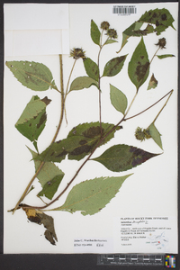 Helianthus decapetalus image